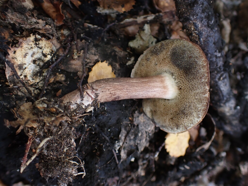 Tylopilus brunneus · March 2025 · photo: © oqt (iNaturalist, cc-by)