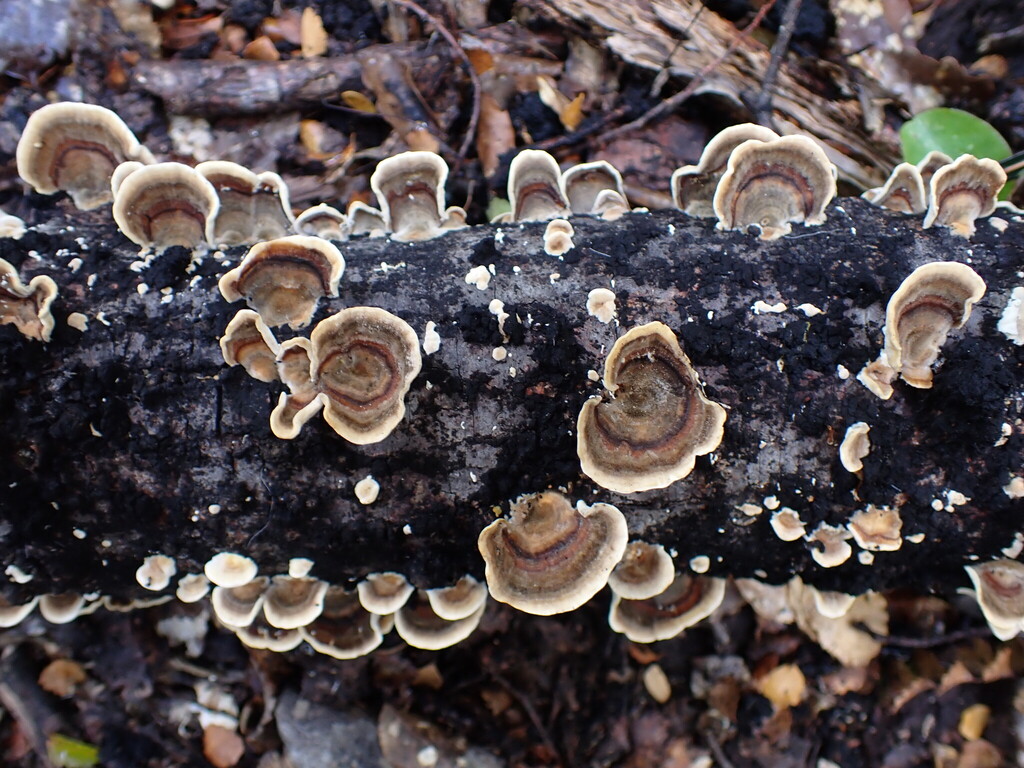 Trametes versicolor · March 2025 · photo: © oqt (iNaturalist, cc-by)