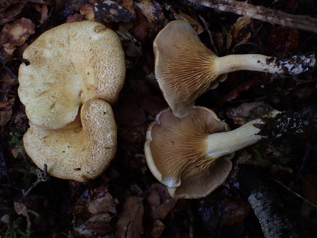 Hygrophoropsis coacta