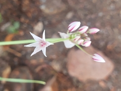 Allium rhizomatum