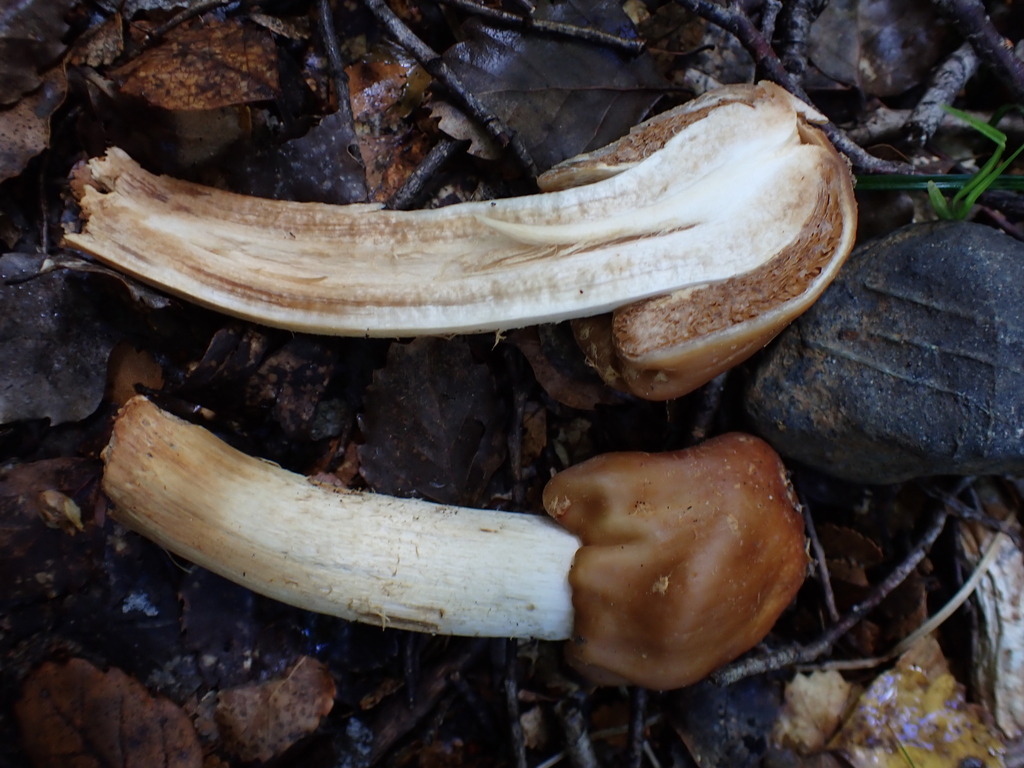 Cortinarius epiphaeus · March 2025 · photo: © oqt (iNaturalist, cc-by)