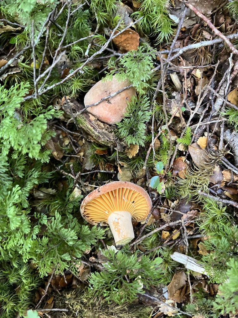 Lactifluus aurantioruber · March 2025 · photo: © oqt (iNaturalist, cc-by)