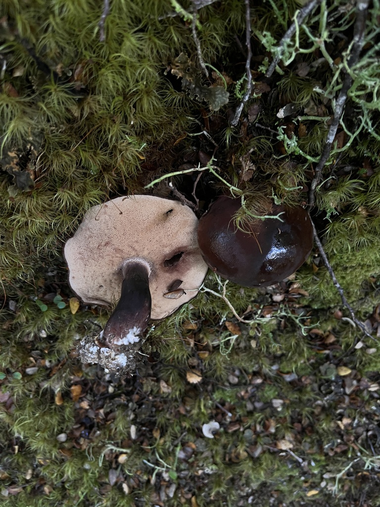 Tylopilus formosus · March 2025 · photo: © oqt (iNaturalist, cc-by)