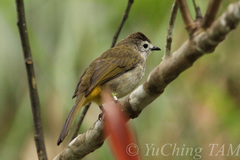 Pycnonotus flavescens leucops