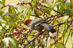 Pterorhinus treacheri