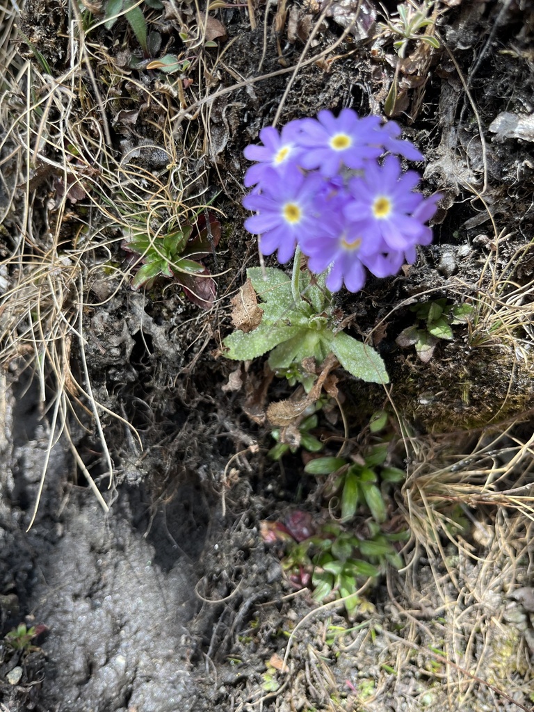 Primula denticulata (Primula denticulata)