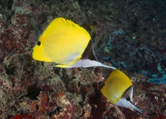 Forcipiger longirostris