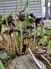 Coprinellus