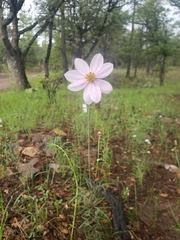 Cosmos palmeri