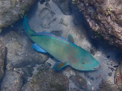 Azure parrotfish (Scarus compressus) — Scaridae