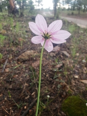 Cosmos palmeri