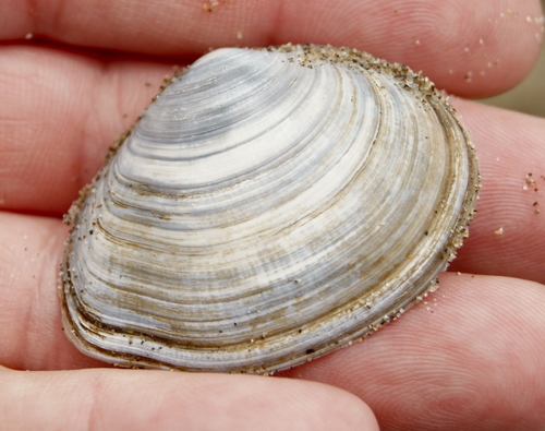 Rexithaerus indentata