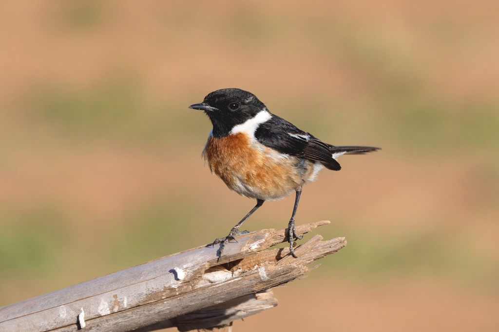 European Stonechat