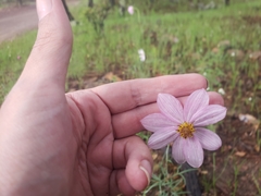 Cosmos palmeri