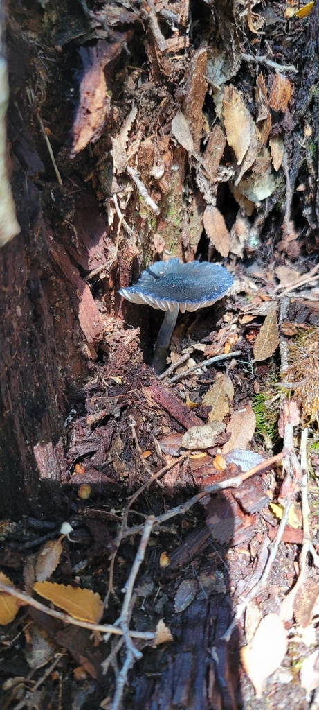 Entoloma serrulatum · April 2025 · photo: © paulazermoglio (iNaturalist, cc0)