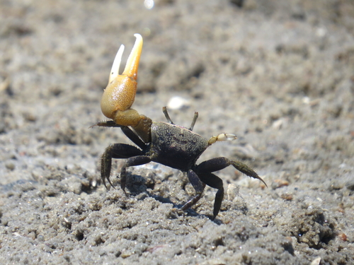 Mudflat Fiddler Crab