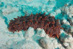 Stichopus