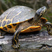 Tortuga Jicotea - Photo (c) Kala Murphy King, algunos derechos reservados (CC BY-NC-ND), uploaded by Kala Murphy King