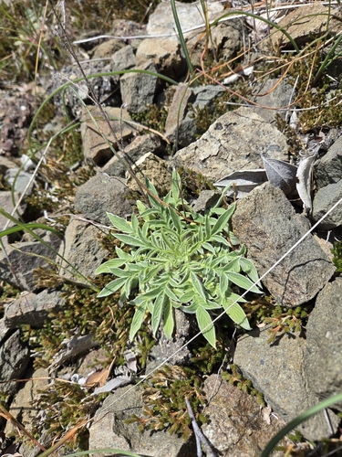 Imbricate Phacelia foliage