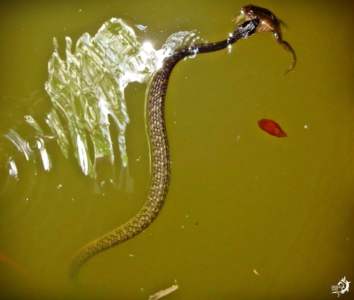 Chironius laevicollis (Snakes of Rio de Janeiro State, Brazil ...
