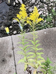 Solidago