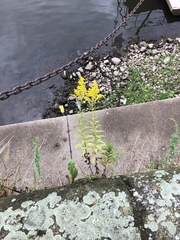 Solidago