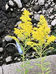Solidago