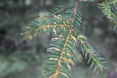 Chrysomyxa rhododendri