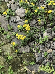 Pentanema britannica