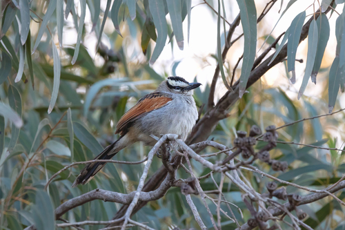 Black-crowned Tchagra