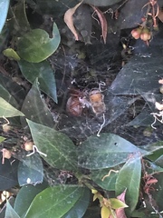 Latrodectus geometricus