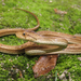 Keeled Sepia Snake - Photo (c) Diogo Luiz, some rights reserved (CC BY-SA)