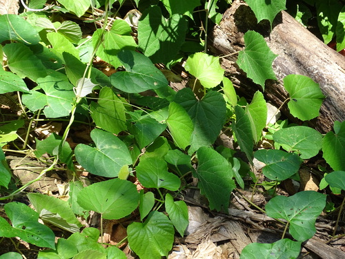 Image of Vitis tiliifolia by (c) Alexis López Hernández, some rights reserved (CC BY)