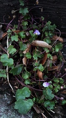 Cymbalaria muralis