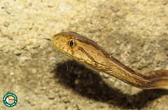 Dryophylax hypoconia