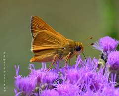 Hesperia meskei straton