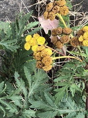 Tanacetum vulgare