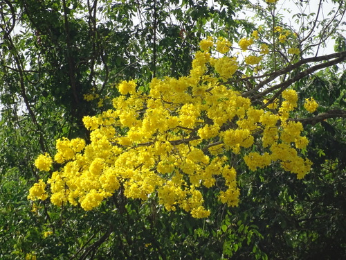 Image of Handroanthus guayacan by (c) Alexis López Hernández, some rights reserved (CC BY)