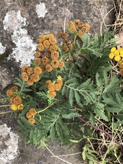 Tanacetum vulgare