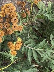 Tanacetum vulgare