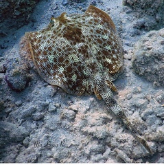 Yellow Stingray photo 5