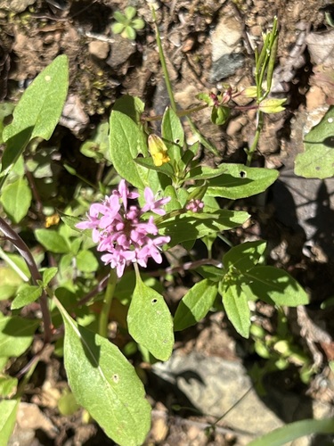 Plectritis congesta