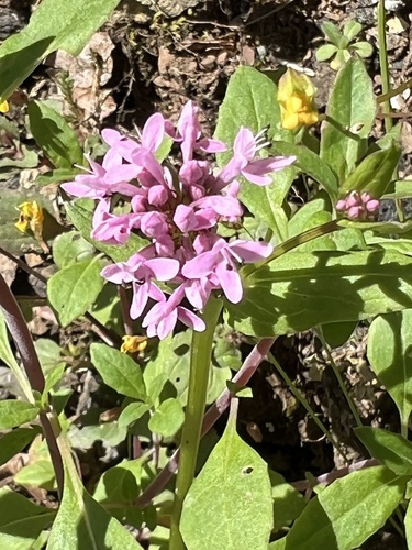 Plectritis congesta
