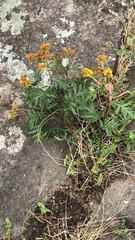 Tanacetum vulgare