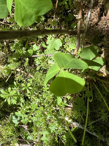 Image of Oxalis oregana by (c) Judi Sanders, some rights reserved (CC BY)