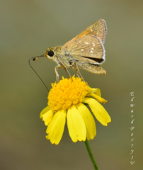 Hesperia attalus slossonae