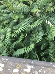 Ailanthus altissima