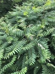 Ailanthus altissima