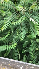 Ailanthus altissima
