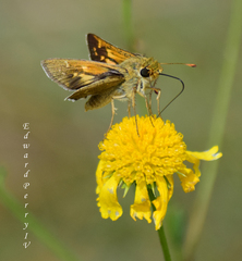 Hesperia attalus slossonae